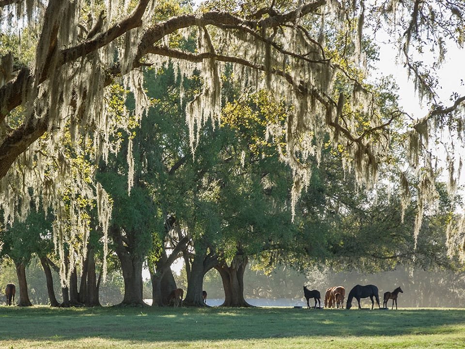 Ocala-FL-horses-shade-trees-960x720