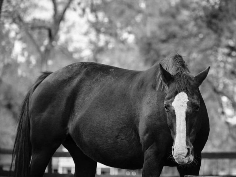 Ocala-Retreat-home-horse-960x720